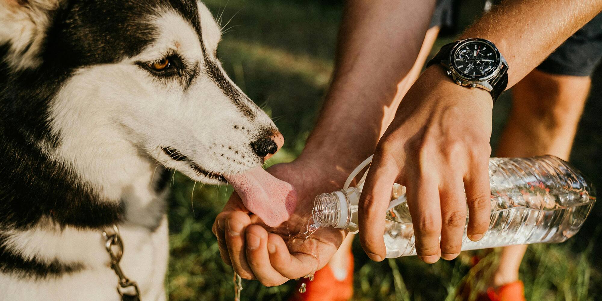 Voici comment rafraîchir votre animal de compagnie