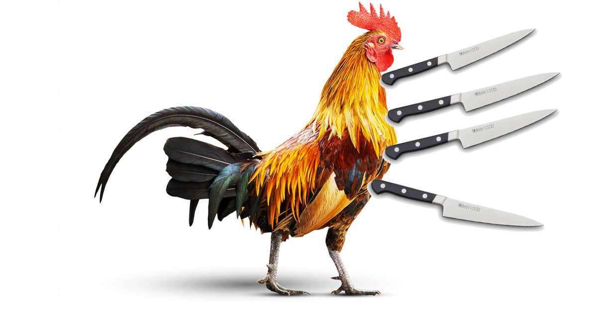 Un coq de combat équipé de couteaux tue son maître
