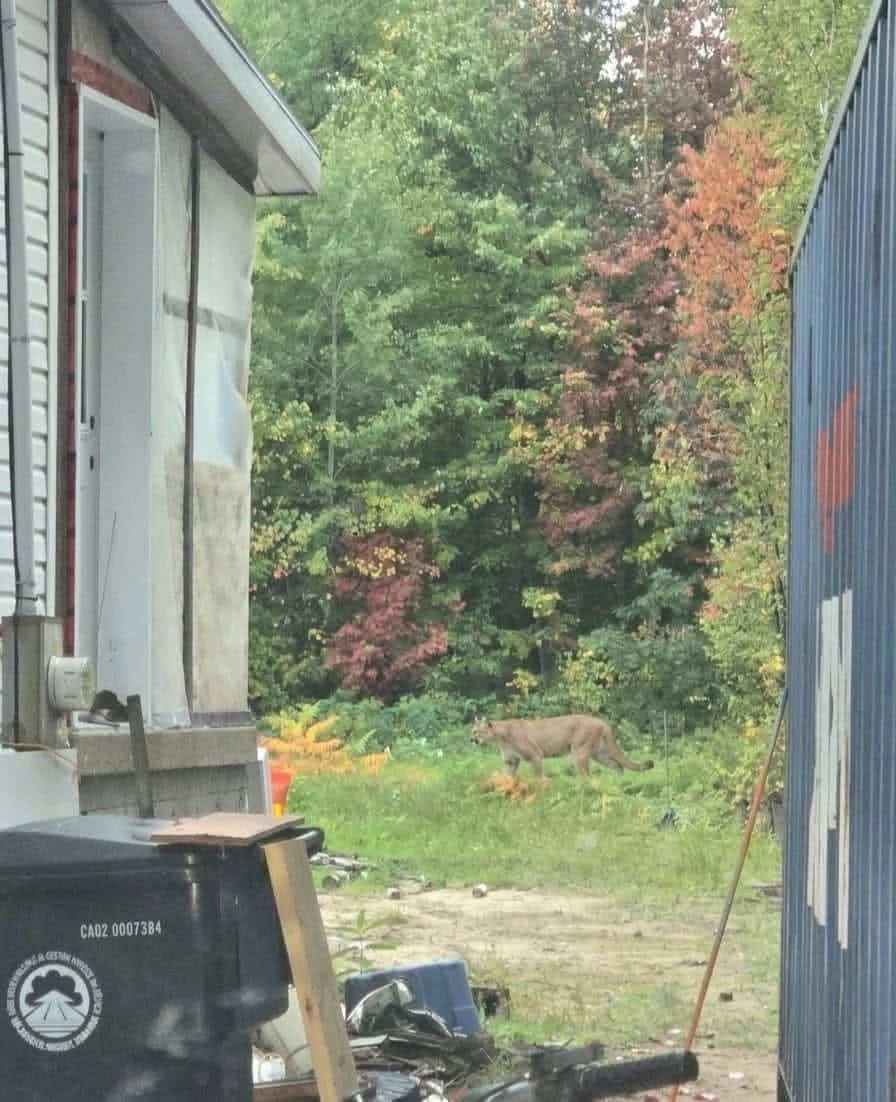 Un cougar aperçu dans les rues de Wôlinak?
