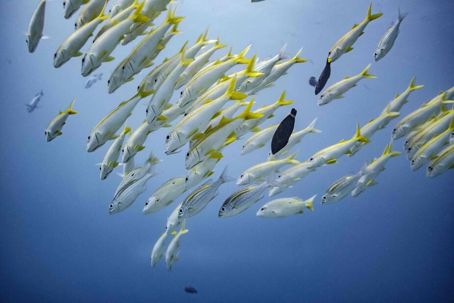 Image principale de l'article 2022 sera l'année de la protection des océans