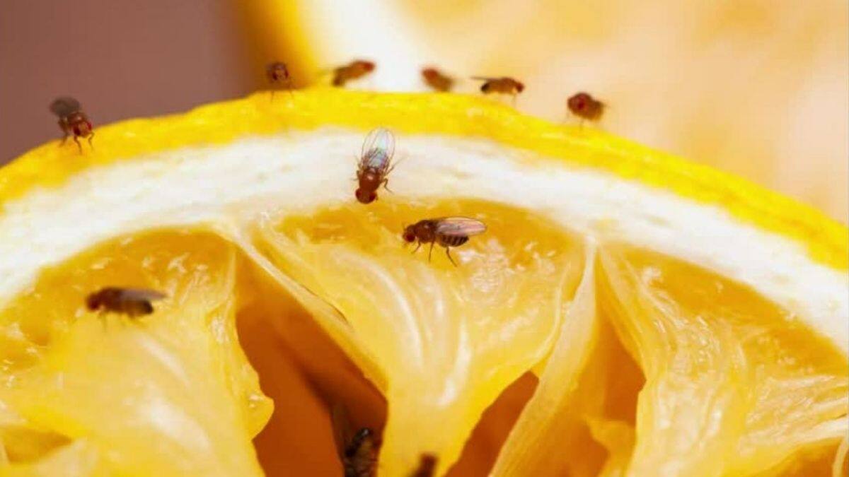 Comment se débarrasser des mouches à fruits?