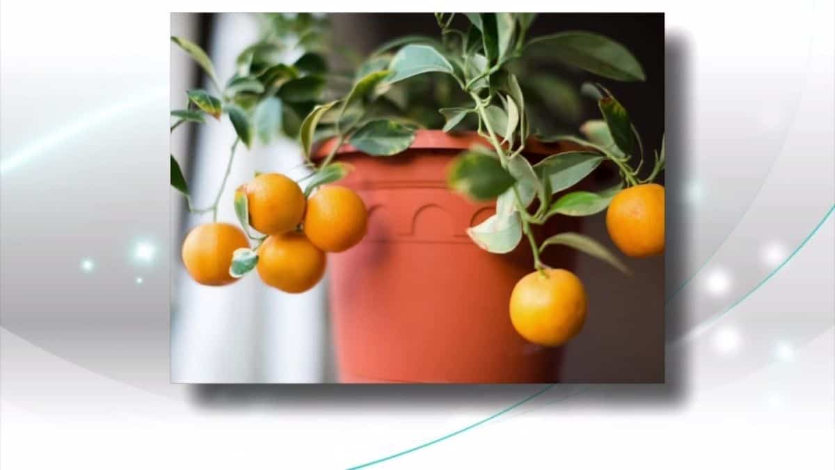 JARDINAGE: Cultiver des agrumes à la maison