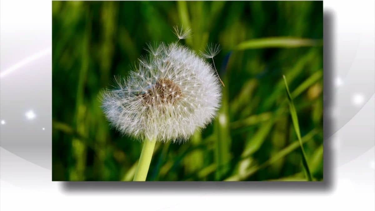 MIEUX-ÊTRE: Se préparer aux allergies saisonnières