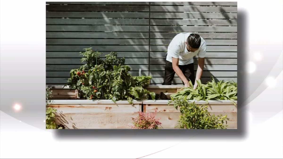 L'essor de l'agriculture urbaine au Québec