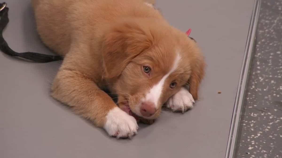 ANIMAUX: Comment choisir le bon éleveur canin?