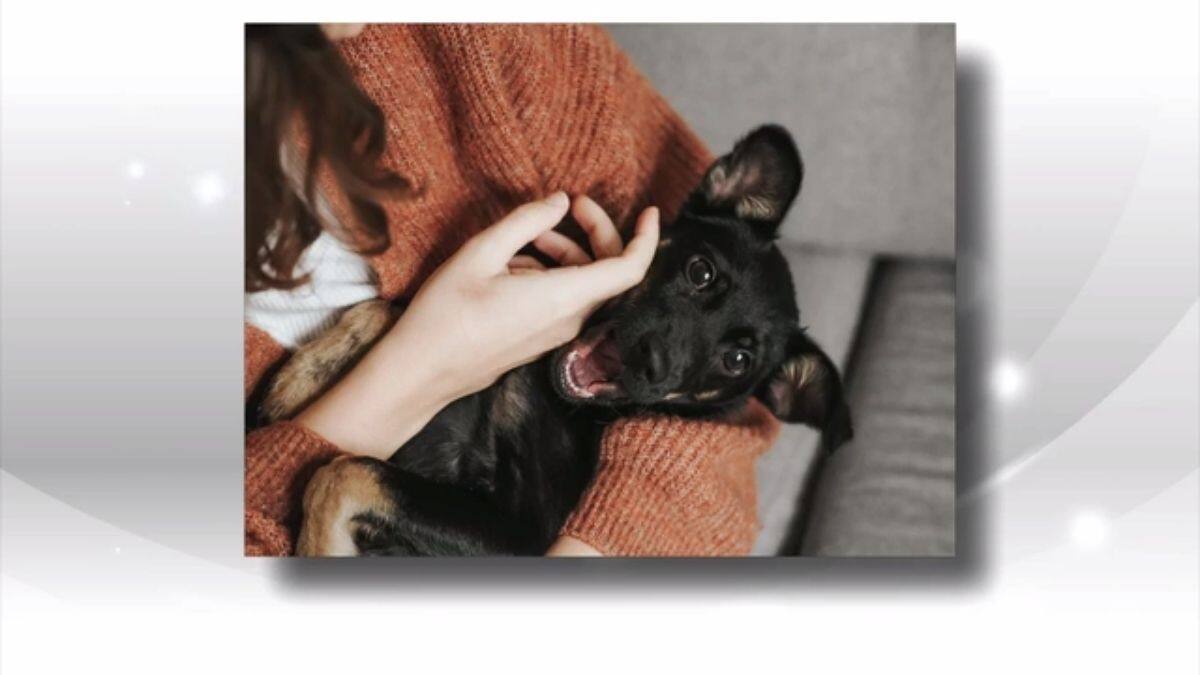 ANIMAUX: 3 conseils pour adopter en pandémie