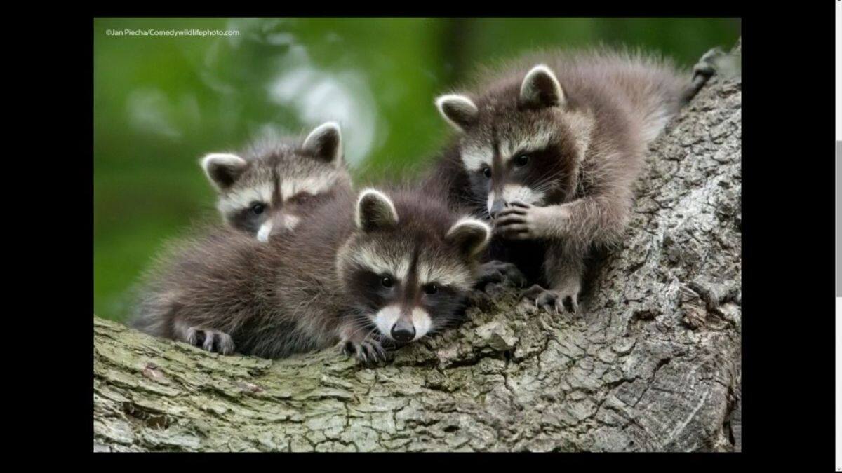 Les photos d'animaux les plus drôles de l'année