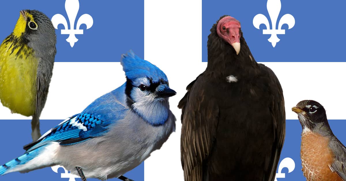 Le grand jeu des oiseaux du Québec