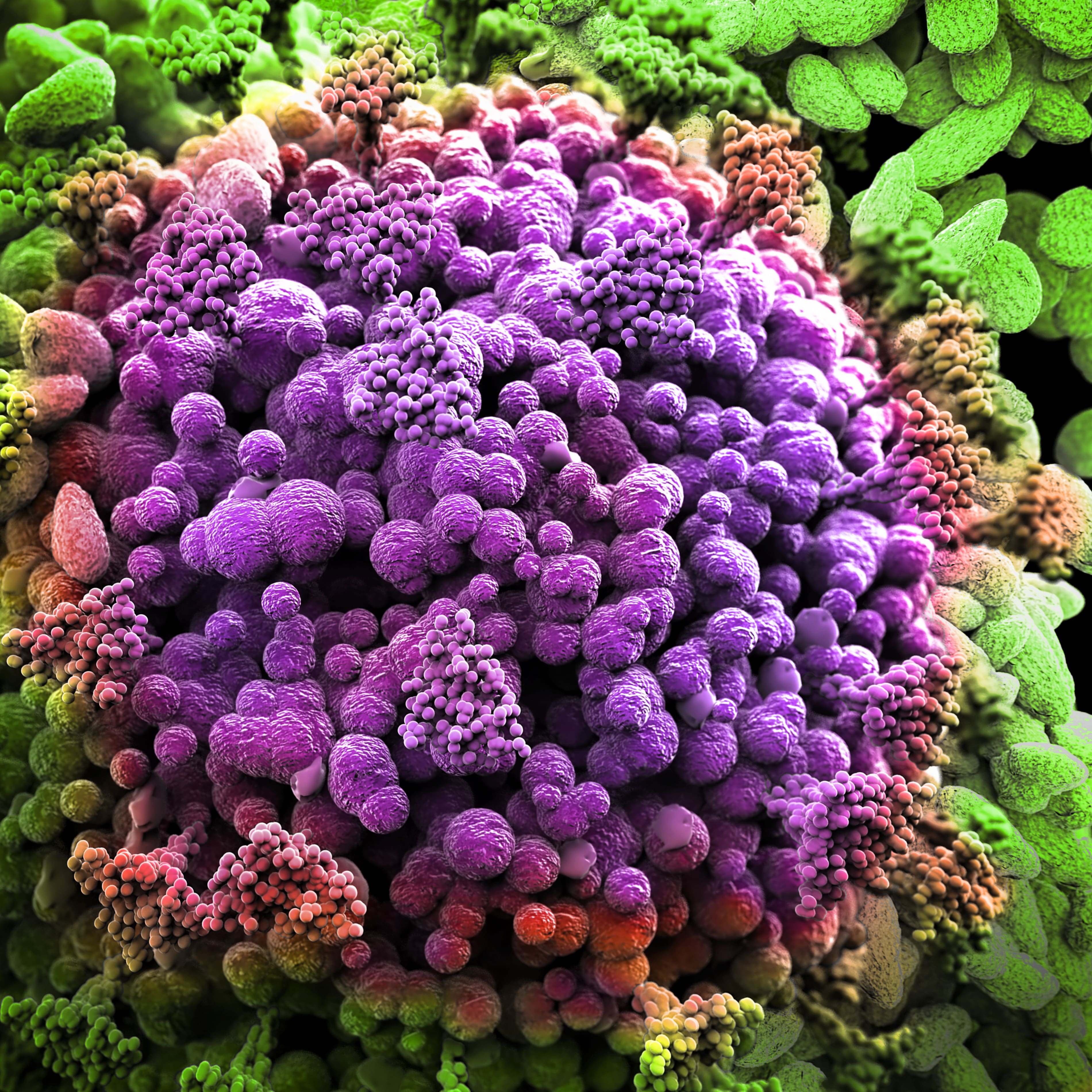 Le variant Omicron d&eacute;sormais majoritaire en France