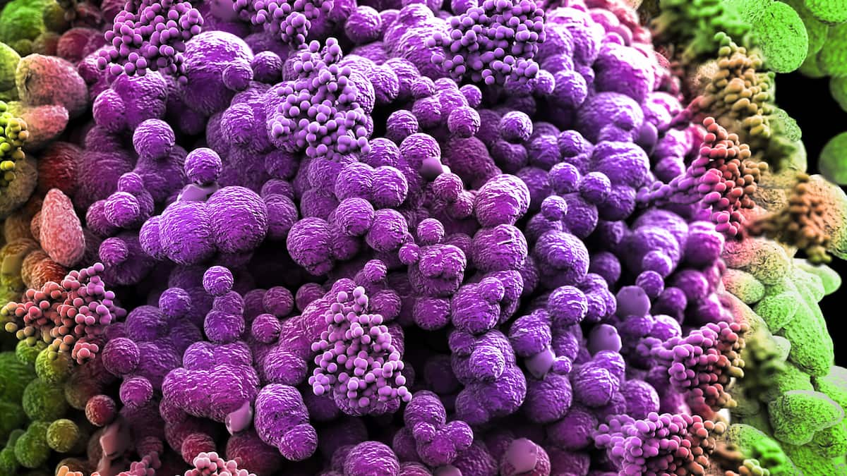 Le variant Omicron désormais majoritaire en France