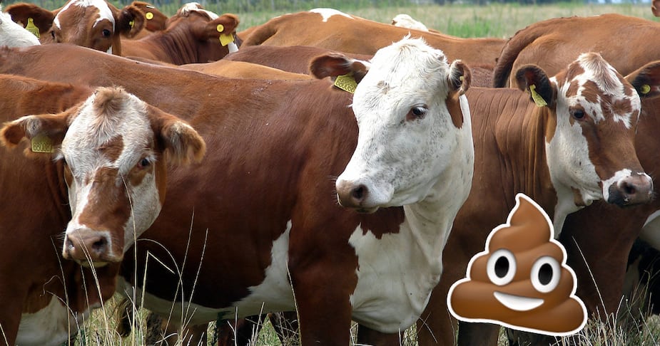 Image principale de l'article Des excréments de vache utilisés pour en fabriquer