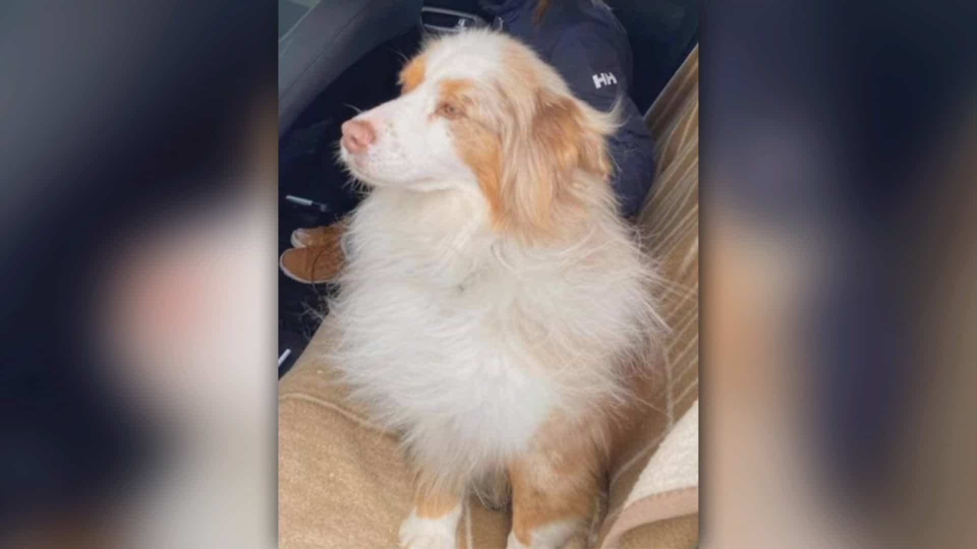 Chien Coince Sur Les Glaces Les Recherches Se Poursuivent Tva Nouvelles