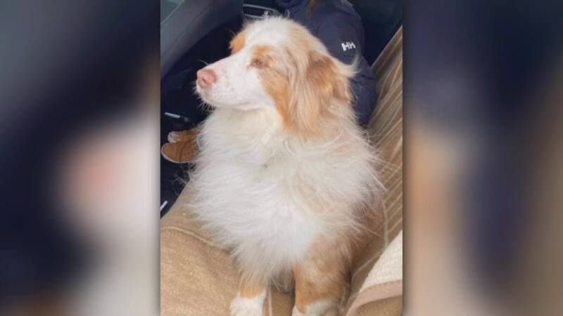 Chien Coince Sur Les Glaces Les Recherches Se Poursuivent Tva Nouvelles Chien Coince Sur Les Glaces Les Recherches Se Poursuivent Tva Nouvelles