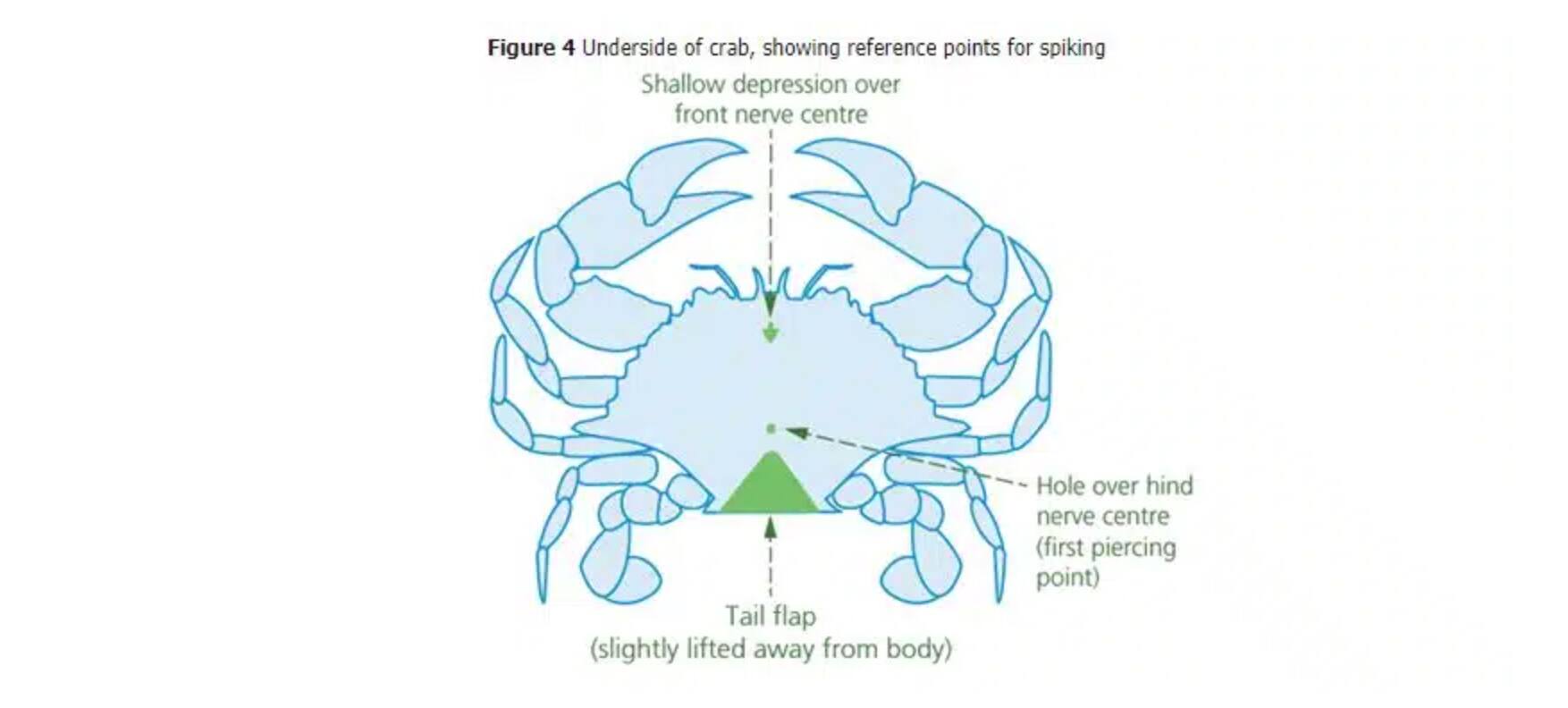 Un crabe vivant filmé en tentant de s’échapper d’un emballage en