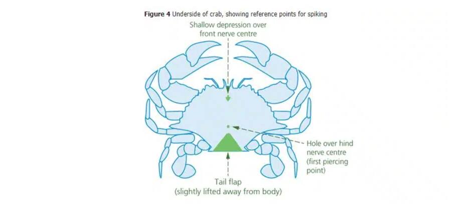 Un crabe vivant filmé en tentant de s’échapper d’un emballage en
