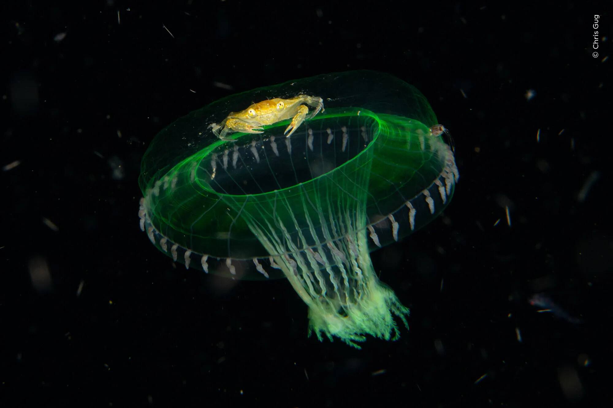 Dans l’obscurité de la mer nocturne, un jeune crabe se laisse porter par une méduse.