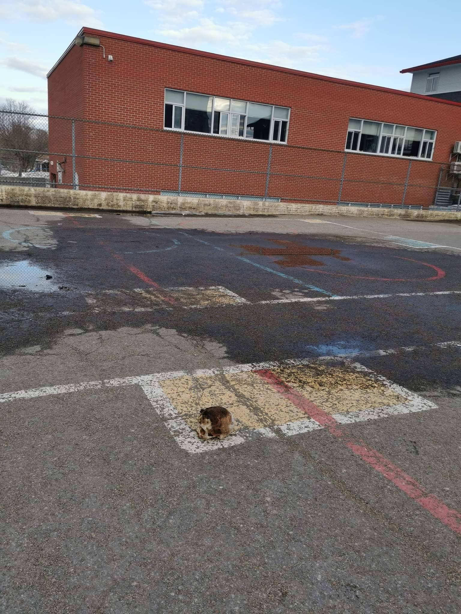 Un cr&acirc;ne d&eacute;couvert dans une cour d&rsquo;&eacute;cole