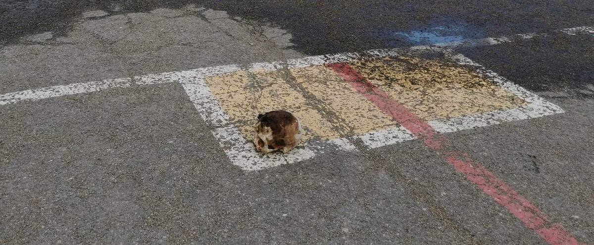 Un crâne découvert dans une cour d’école