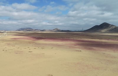 Nelle immagini |  Cile: piogge straordinarie fanno fiorire l'arido deserto di Atacama