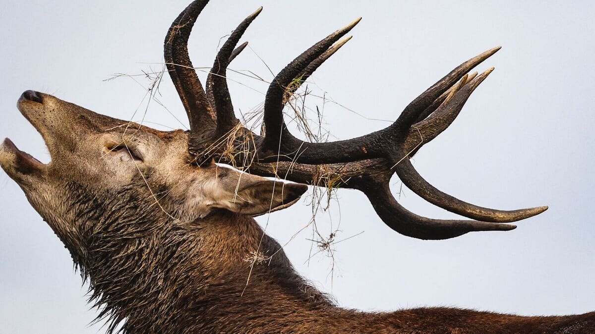 “Zombie deer” disease: The possibility of it spreading to humans worries scientists