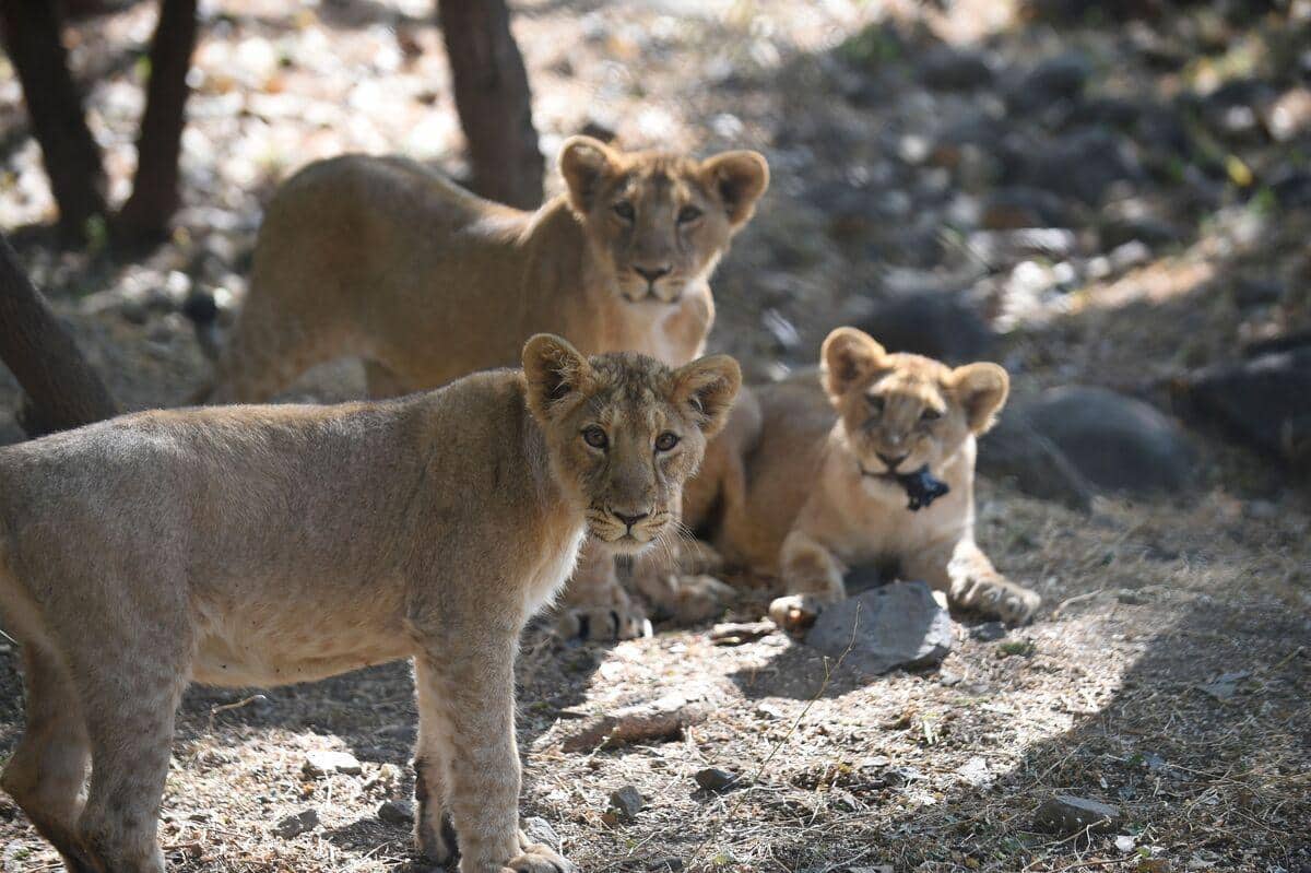 Tanzanie: mort de dix lions dans une réserve naturelle après «ingestion de poison»