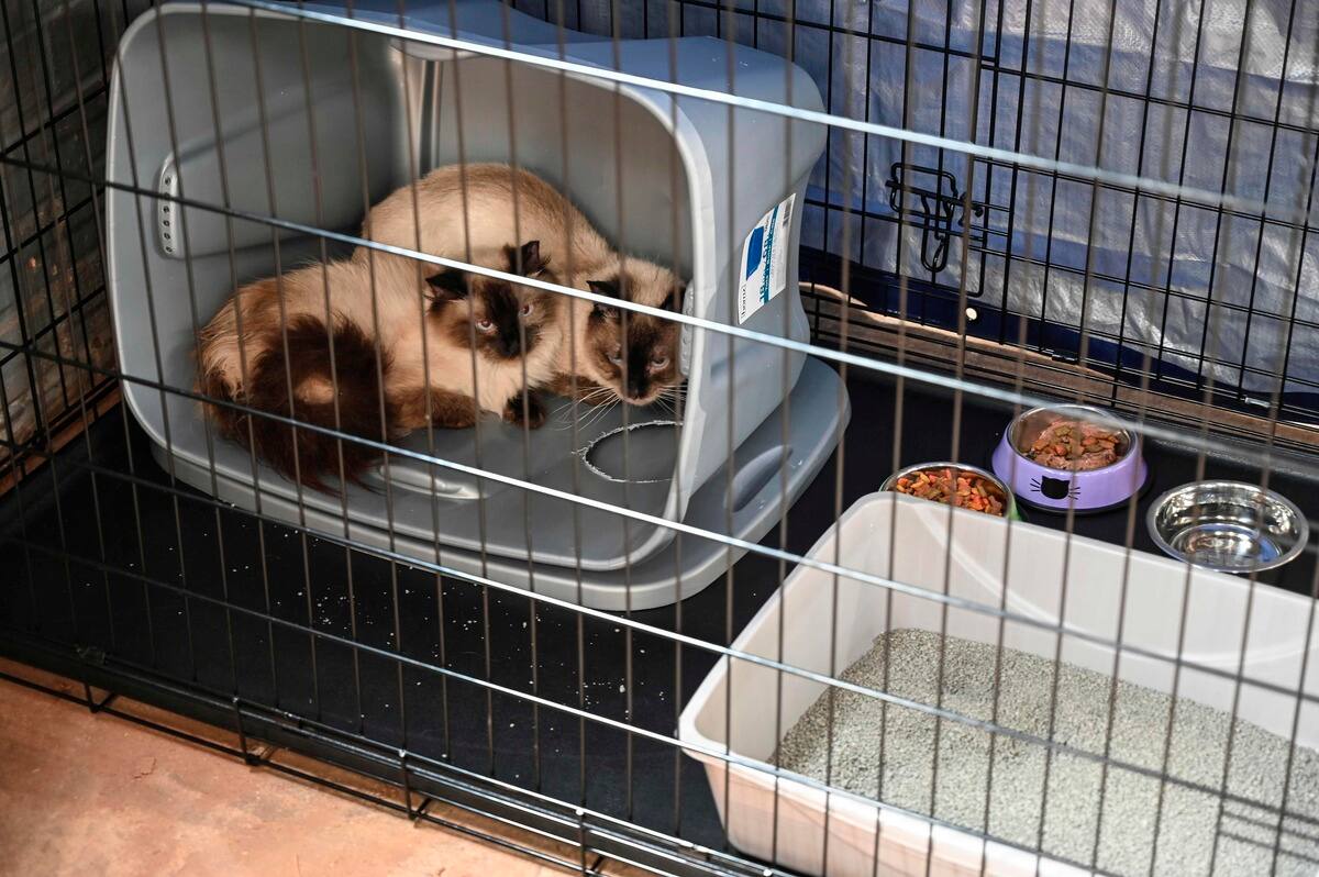 Fini les animaux dans les cirques et les ventes en animalerie en France