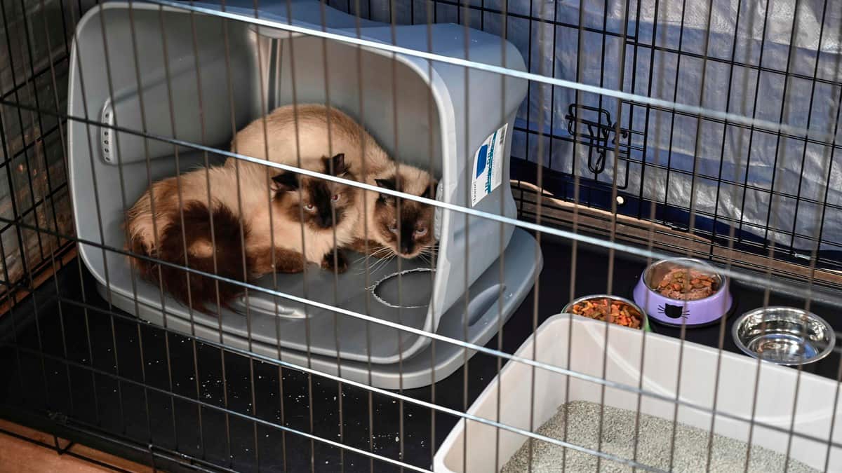 Fini les animaux dans les cirques et les ventes en animalerie en France