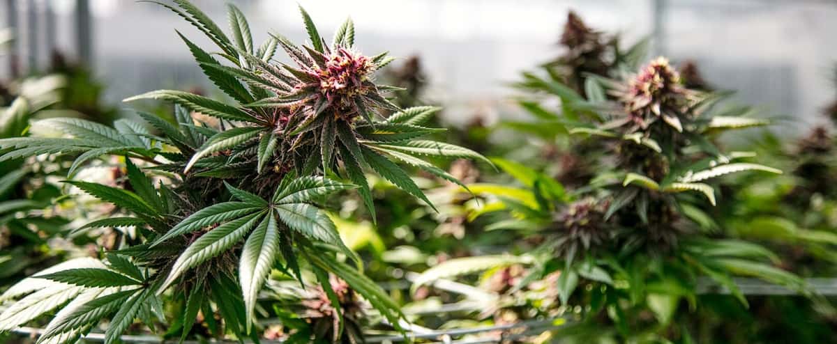 The influence of the cannabis lobby grows 1