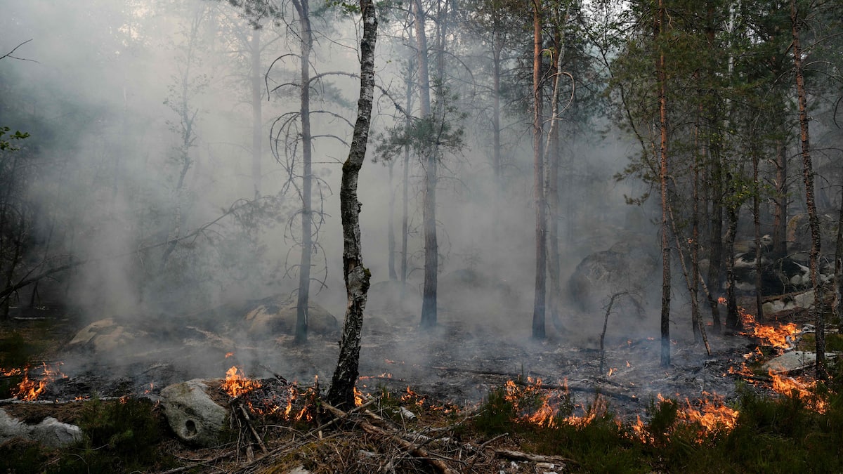 France: new arrest of a suspect in the Fontainebleau Forest fire France: new arrest of a suspect in the Fontainebleau Forest fire