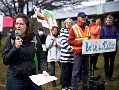 Development of Chattals Forest: