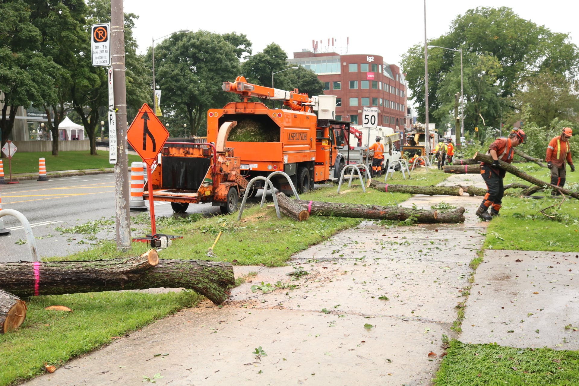[PHOTOS] Tramway de Québec: la coupe d’arbres commencée sur René-Lévesque