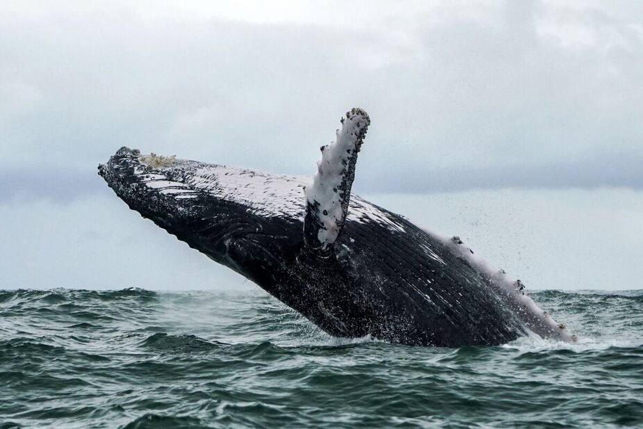 Image principale de l'article Des baleines sourdes à cause de la Royal Navy