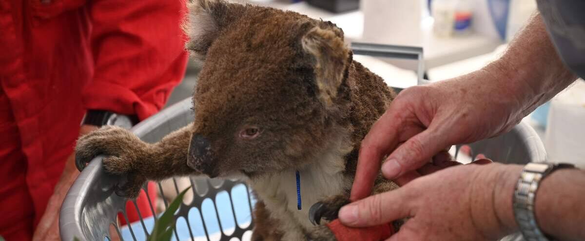 Téléchargement gratuit Images En Images Des Dizaines De Koalas Soignes Dans Un Hopital De actualisé par