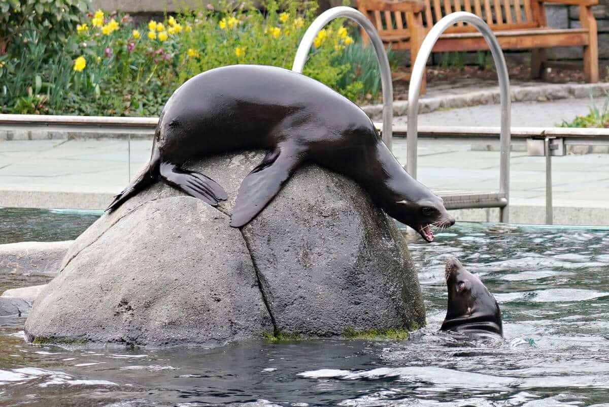 Inondations &agrave; New York: une otarie s&rsquo;&eacute;chappe au zoo de Central Park