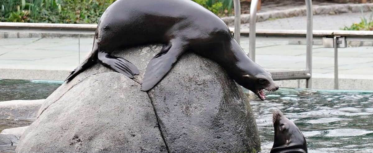 Inondations à New York: une otarie s’échappe au zoo de Central Park