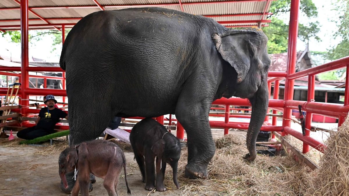 Thaïlande: rare naissance d'éléphants jumeaux