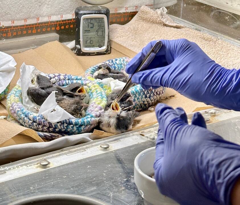 Immersion chez SOS Miss Dolittle    