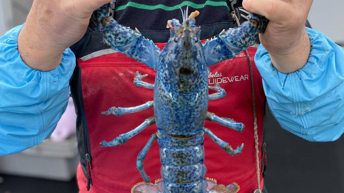 Deux homards bleus en quelques semaines seulement