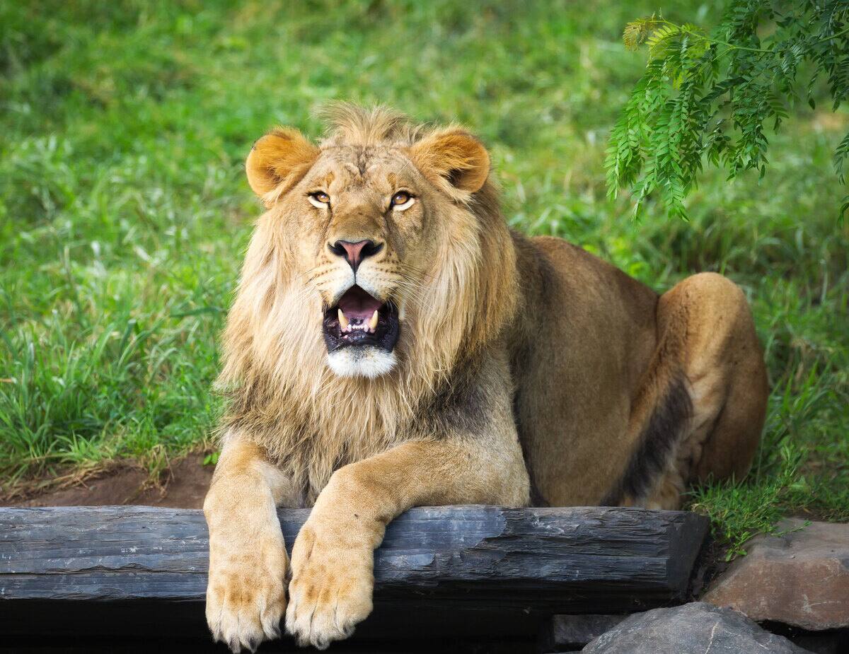 Le Zoo de Granby vaccinera une centaine d&rsquo;animaux contre la COVID-19
