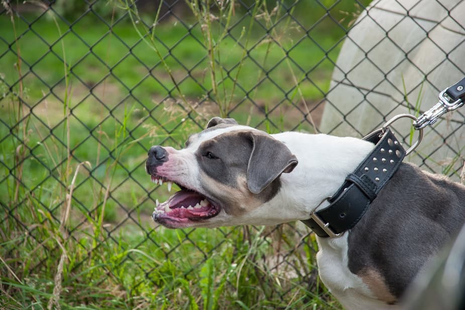 Image principale de l'article Des chiens dangereux introuvables
