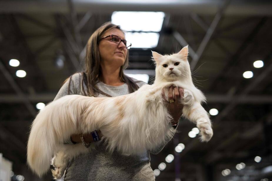 Image principale de l'article Les chats russes bannis d’une compétition féline