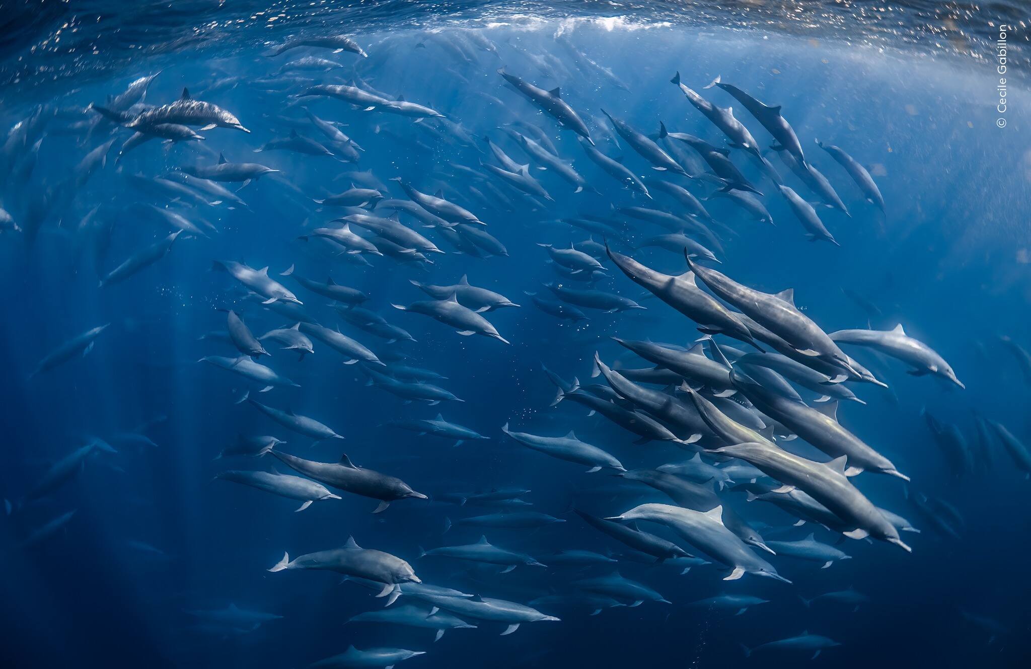 Un spectaculaire banc de dauphins rabat des poissons-lanternes vers la surface de l’océan.