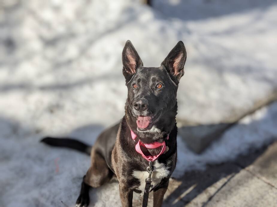 Image principale de l'article SPCA de Montréal : Dayia se cherche une famille