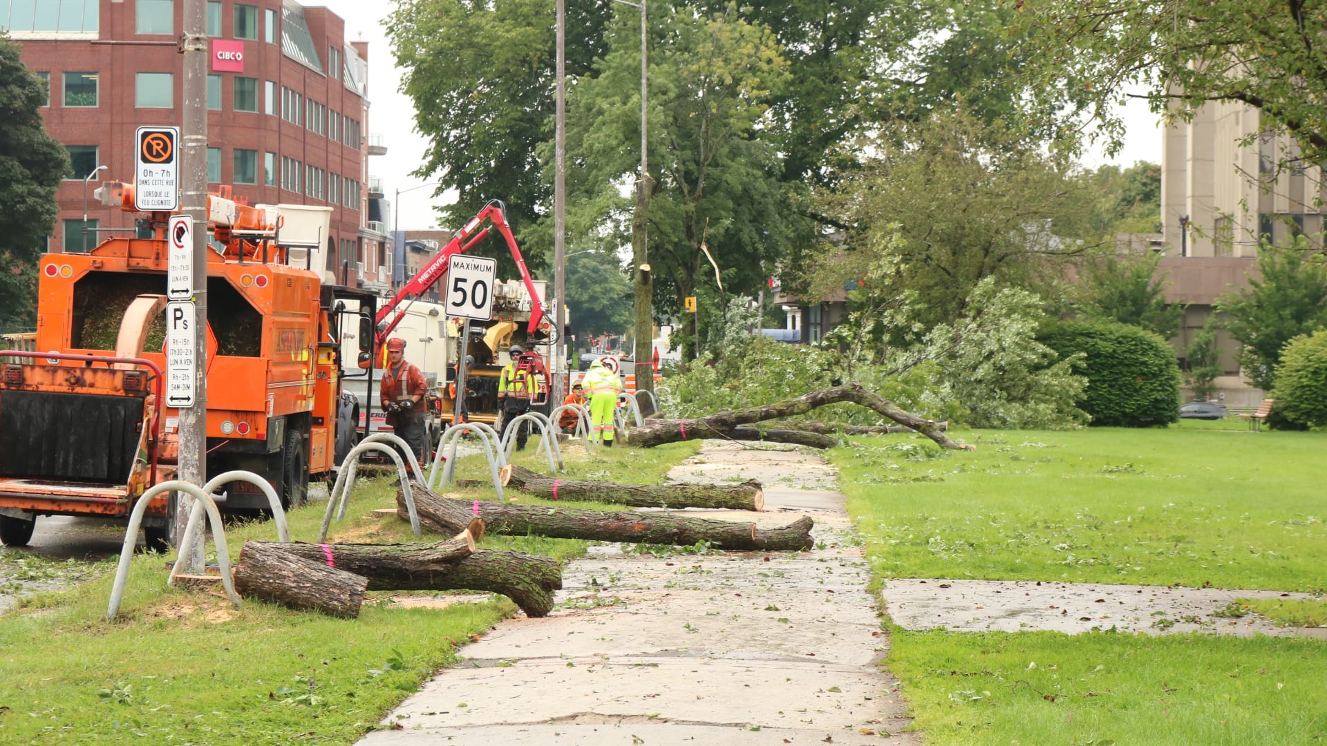 Une vingtaine d'arbres ont été coupés sur le boulevard René-Lévesque ce matin.