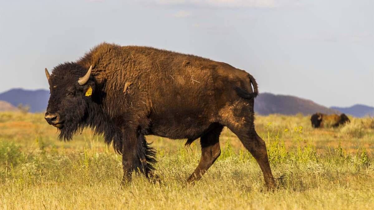 Trois bisons percutés par un train en Pologne