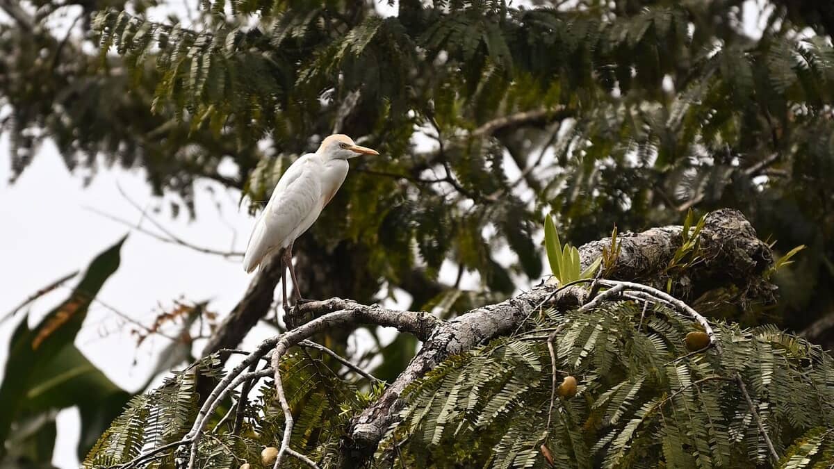 Déforestation, pollution et changement climatique: les zones humides les mieux préservées d'Équateur menacées