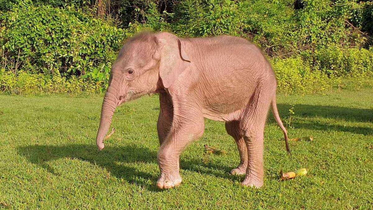 Naissance rare d’un éléphant blanc en Birmanie