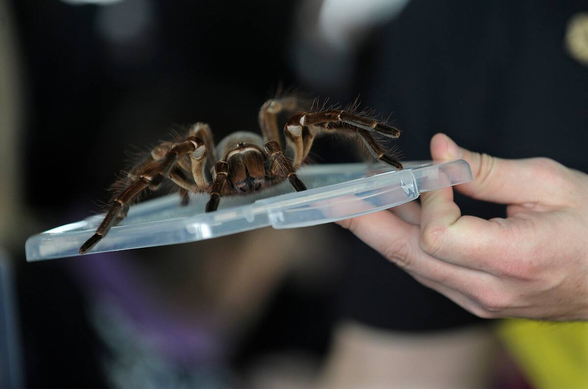 Inculp&eacute;e pour avoir lanc&eacute; une tarentule sur une locataire