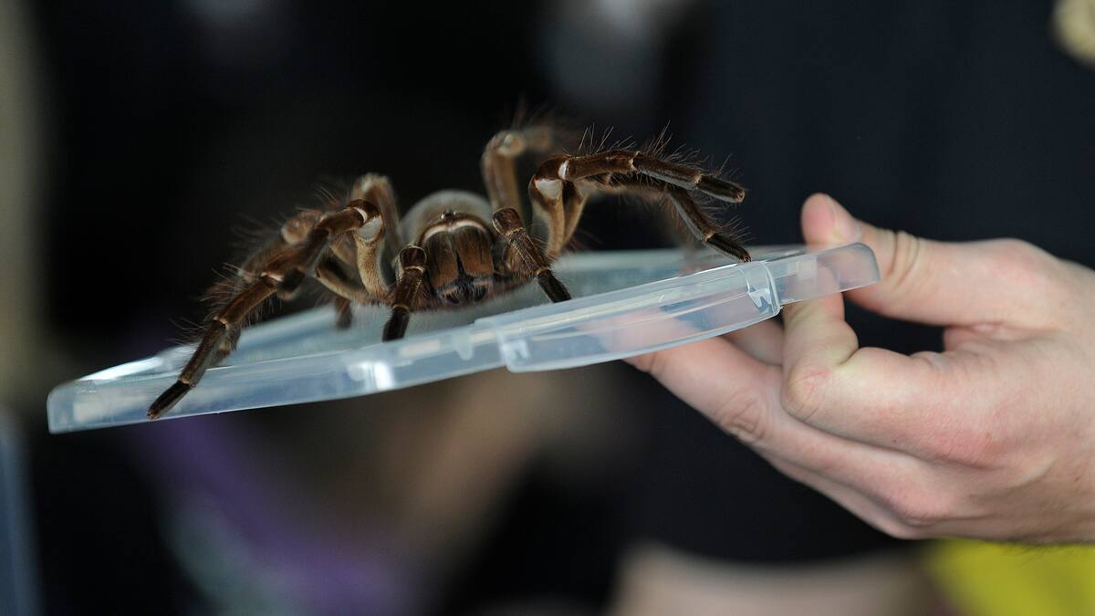 Inculpée pour avoir lancé une tarentule sur une locataire