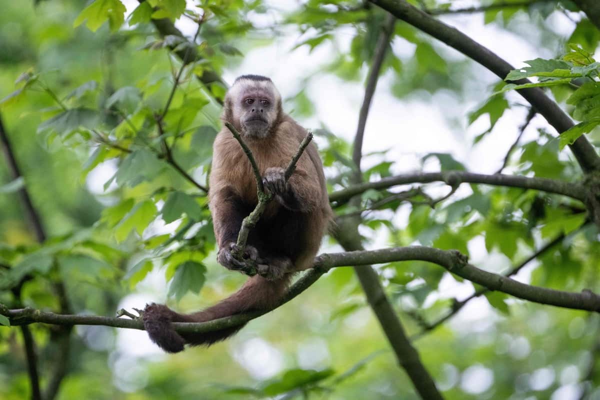 En France, un centre de recherche de 800 primates dans le viseur